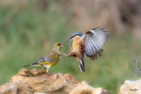 Verdier d'Europe vs Sittelle Torchepot - Romilly-la-Puthenaye (27) Normandie Eure