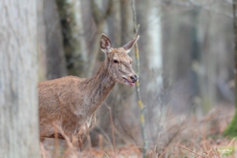 Biche - Normandie - Eure (27)