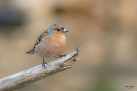 Pinson des arbres - Romilly-la-Puthenaye normandie