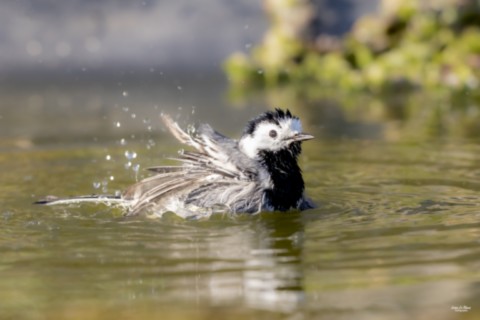 Baignade de la Bergeronnette grise