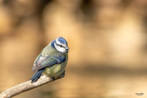 Mésange bleue