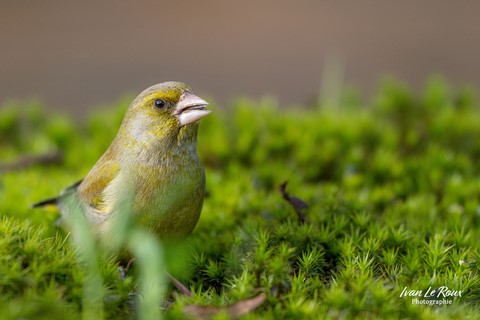 "Les oiseaux du jardin" - Verdier d'Europe - Romilly-la-Puthenaye (27) - 2024 - Canon EOS R7 - Sigma 500 mm F/4 OS HSM SPORTS 500 mm ivan Le Roux Photographe
