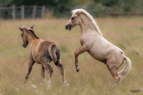 Haras de Bougy - Romilly-la-Puthenaye (27) - 2024 - ivan Normandie