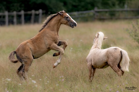 Haras de Bougy - Romilly-la-Puthenaye (27) - 2024 - ivan Le Roux Normandie Photographie