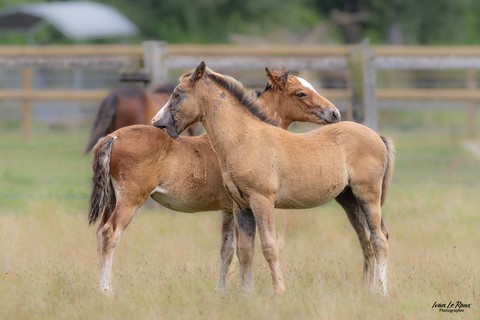 Haras de Bougy - Romilly-la-Puthenaye (27) - 2024 - Ivan le Roux Photo