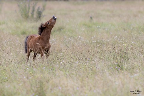 "Olaf" pousse la chansonnette  - Haras de Bougy - Romilly-la-Puthenaye (27) - 2024 - Ivan Le Roux Photos