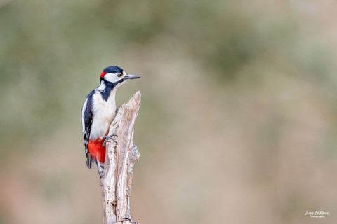Pic Epeiche - Romilly-la-Puthenaye (27) - 2024 - Canon EOS R7 - Sigma 500 mm F/4 OS HSM SPORTS Ivan Le Roux Photographie
