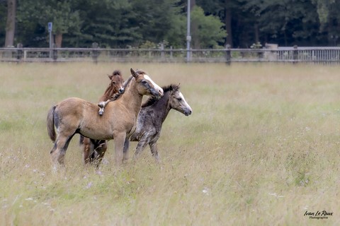 Haras de Bougy - Romilly-la-Puthenaye (27) - 2024 Ivan Le Roux photographie