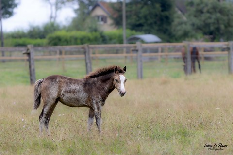 Haras de Bougy - Romilly-la-Puthenaye (27) - 2024 - Ivan Le Roux
