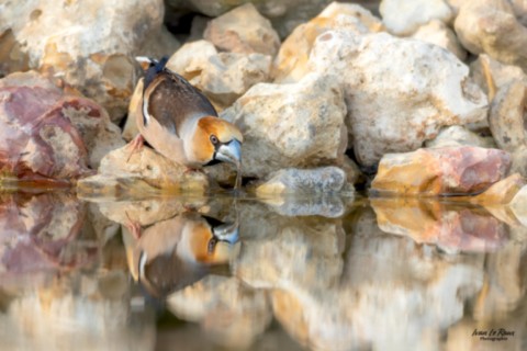 Grosbec casse-noyaux - Romilly-la-Puthenaye (27) Ivan Le Roux Normandie Eure