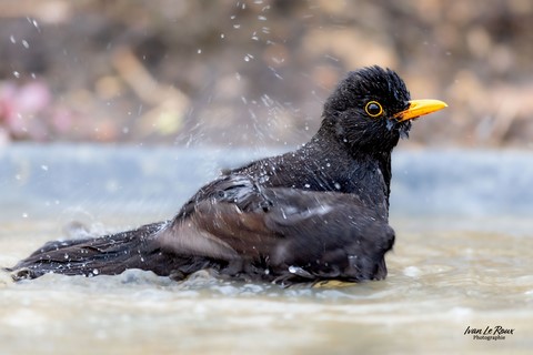 Merle noir dans son bain - Romilly-la-Puthenaye (27) - 2024 - Canon EOS R7 - Sigma 500 mm F/4 OS HSM SPORTS 500 mm Ivan Le Roux photographie