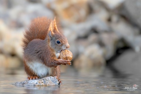 Ecureuil roux mange une noix sur son île ! - Romilly-la-puthenaye (27) - 2024 - Ivan Le Roux Photographe animalier normandie