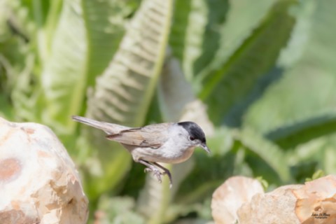 Et hop ! Fauvette à tête noire - Romilly-la-Puthenaye (27)  Normandie Eure