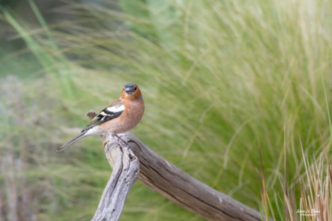 Pinson des arbres - Romilly-la-Puthenaye (27) - Ivan Le Roux - Normandie Eure