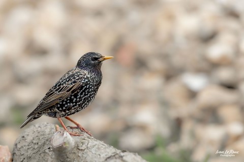 Etourneau Sansonnet - Romilly-la-Puthenaye (27) - 2024 Ivan Le Roux Photographie normandie