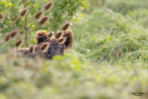 Une impression d'être surveillé - Sanglier  - Estuaire de la Seine (76) Ivan Le Roux Photographie