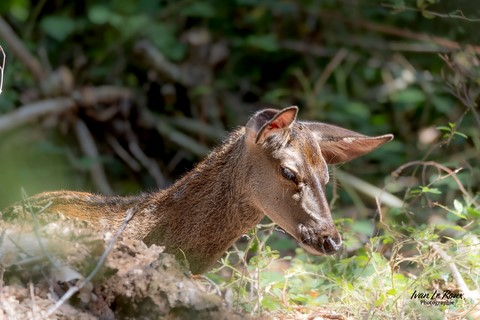 Faon de Biche en forêt de Romilly-la-Puthenaye (27)  Ivan Le Roux Photographie Normandie