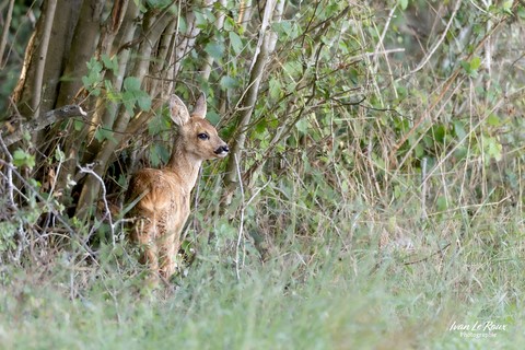 Faon de Chevreuil en forêt de Romilly-la-Puthenaye (27) ivan Le Roux Photographie Normandie