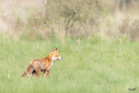 Renard Roux - Romilly-la-puthenaye (27) Ivan Le Roux Normandie Eure