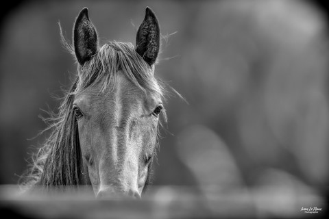 Portrait cheval avec le museau caché par la lisse - Haras de Bougy Romilly-la-Puthenaye (27) - 2023 -Canon EOS R7 -  Sigma 500 mm F/4 Ivan Le Roux Photographie Normandie