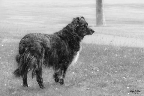 Chien Choupa (14 ans) -  Romilly-la-Puthenaye (27) - 2024 Ivan Le Roux Photographie normandie