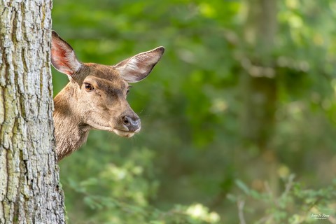 Cache-cache avec une biche en forêt de Romilly-la-Puthenaye (27) - 2023 - Canon EOS R7 -  Sigma 500 mm F/4 photographe animalier Ivan Le Roux Normadie