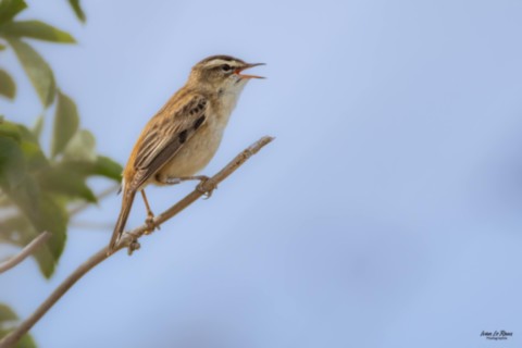 Phragmite des joncs  - Romilly-la-Puthenaye (27) - 2025 Ivan Le Roux Normandie Eure