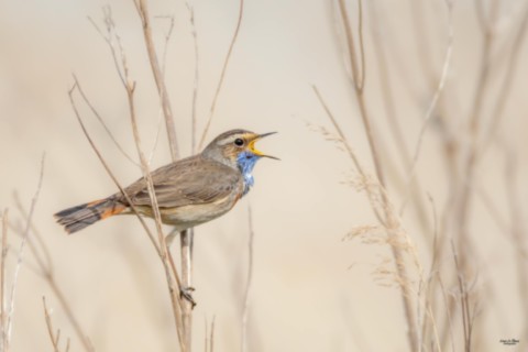 Gorgebleue à miroir  - Romilly-la-Puthenaye (27) ivan Le Roux Photographe normandie