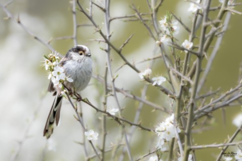 Orite à longue queue  - Romilly-la-Puthenaye (27) ivan Le Roux Photographe