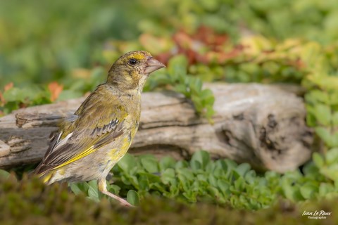 Verdier d'Europe mare