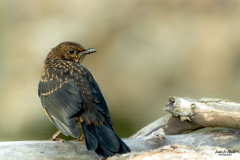 Merle juvénile - Romilly-la-puthenaye (27)