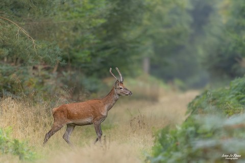 Cerf - Normandie - Eure (27) - 2024 - ivan Le Roux Photographe animalier