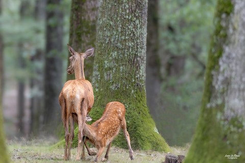La biche et son faon qui tète  - 2023 - Canon EOS R7 -  Sigma 500 mm F/4 OS HSM SPORT Ivan Le ROux Normandie eure 