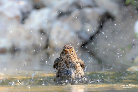 Merle juvénile au bain ! - Romilly-la-puthenaye (27) - 2024 - Canon EOS R7 -  Sigma 500 mm F/4 OS HSM SPORT, ivan Le Roux Photographie
