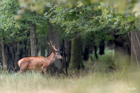 Le Cerf dans la forêt de Romilly-la-Puthenaye (27) - 2023 - Canon EOS R7 -  Sigma 500 mm F/4  Ivan Le Roux Photographe animalier Normandie