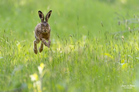Lièvre saute dans les grandes herbes ! - Romilly-la-puthenaye (27) - 2024 - Canon EOS R7 -  Sigma 500 mm F/4 OS HSM SPORT Ivan Le Roux Photographe