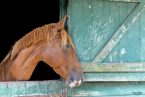 Portrait cheval au box - 2024 - Ivan Le Roux photographe animalier