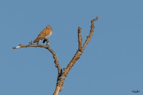 Tourterelle des bois (Streptopelia turtur) - Romilly-la-Puthenaye (27) Ivan Le Roux ILR-Photographie