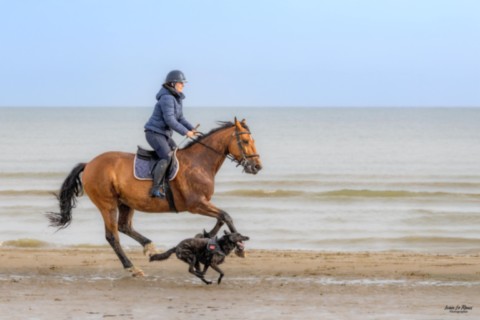 Alexandra sur Baltha fait la course avec Raisa sur la plage de Merville-Franceville Ivan Le Roux Photographe animalier