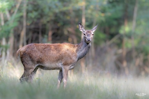 Biche - Normandie - Eure (27) - 2023 - Ivan Le Roux Ilr Photographie
