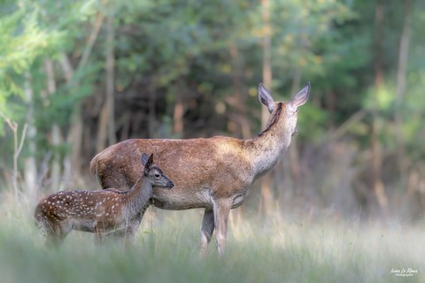 Biche & son faon - Normandie - Eure (27) - 2023 - Ivan Le Roux photogrtaphe animalier