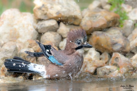 Geai des chênes au bain