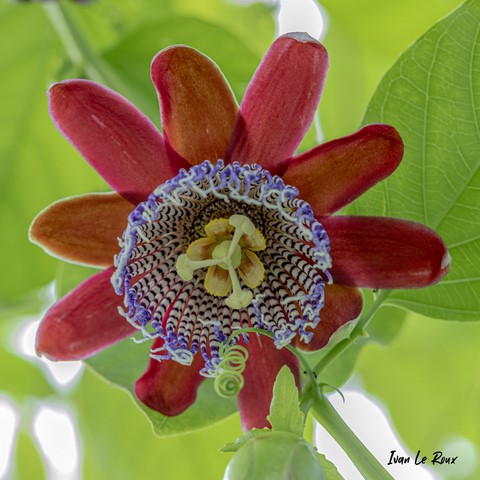 Barbadine (Passiflora Quadrangularis)
