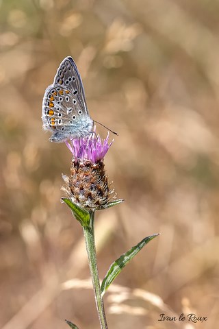 Papillon "Azuré commun" 2019
