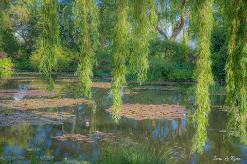 Saule pleureur Jardin de Claude Monet - Giverny (27)