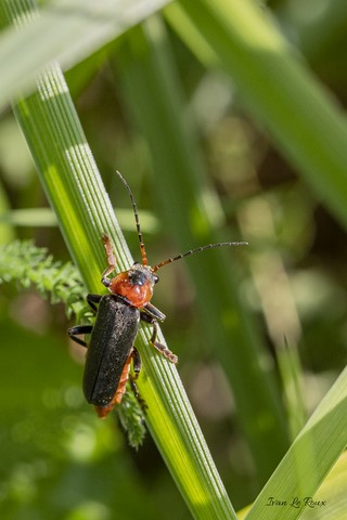 Moine-Cantharis Rustic