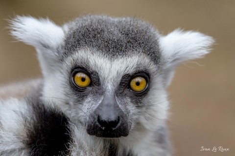 Zoo de Cerza - Lémurien de Madagascar (Maki Catta) - 2020