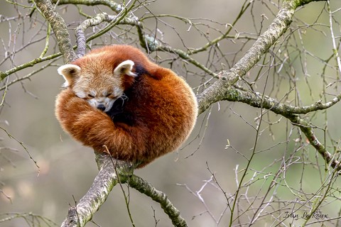 Zoo de Cerza - Panda Roux - 2020
