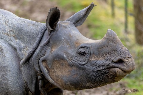 Zoo de Cerza - Rhinocéros Blanc - 2020