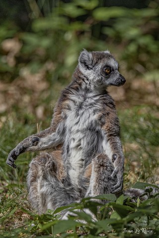  Maki Catta Lémurien de Madagascar